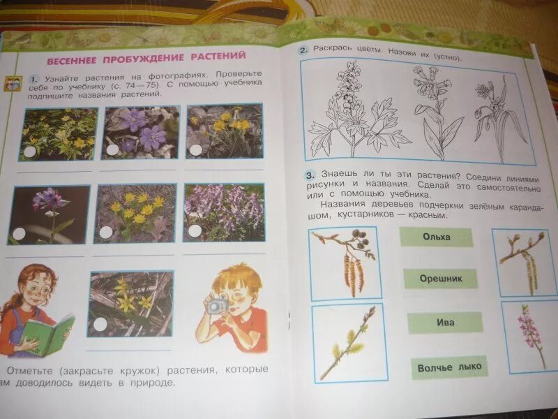 Узнай по фотографиям растения. Весеннее Пробуждение растений 2 класс перспектива рабочая тетрадь. Весеннее Пробуждение растений 2 класс окружающий мир рабочая тетрадь. Учебники Плешакова. Окружающий мир 2 класс весеннее пробуждение