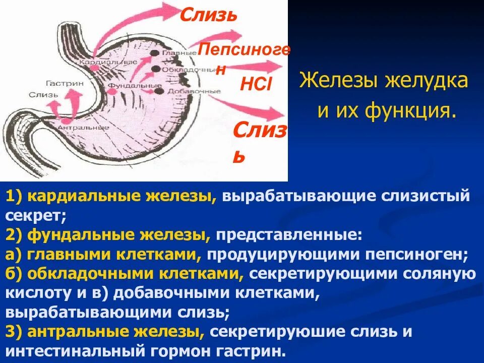 Гастрин роль. Кардиальная железа желудка. Гастрин меньше 1. Клетки антрального отдела желудка. Гастрин фото.