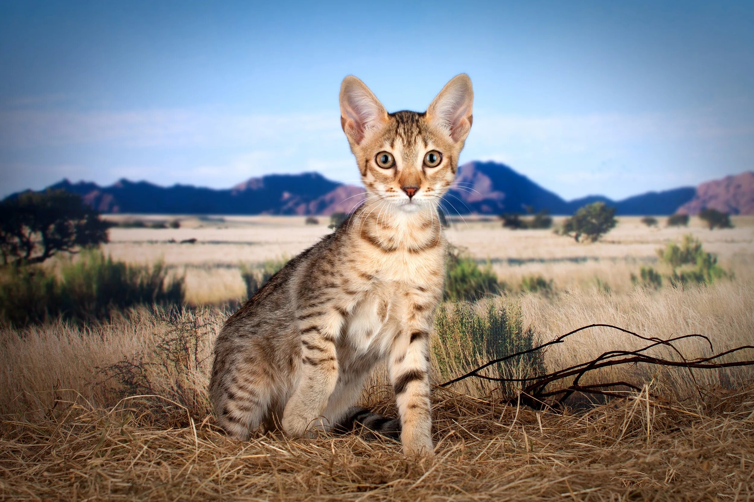 Cat field