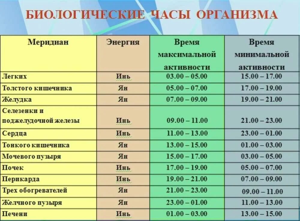 Сколько надо времени организму. Часы активности внутренних органов человека по часам суток. Биологические часы. Биологические часы организма. Биоритмы человека по часам.