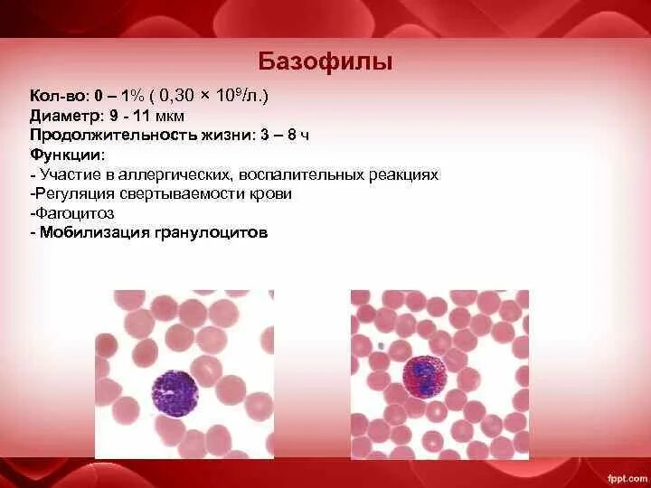Базофилы 0.00. Базофилы строение и функции. базофилы строение. продолжительность жизни базофилов.