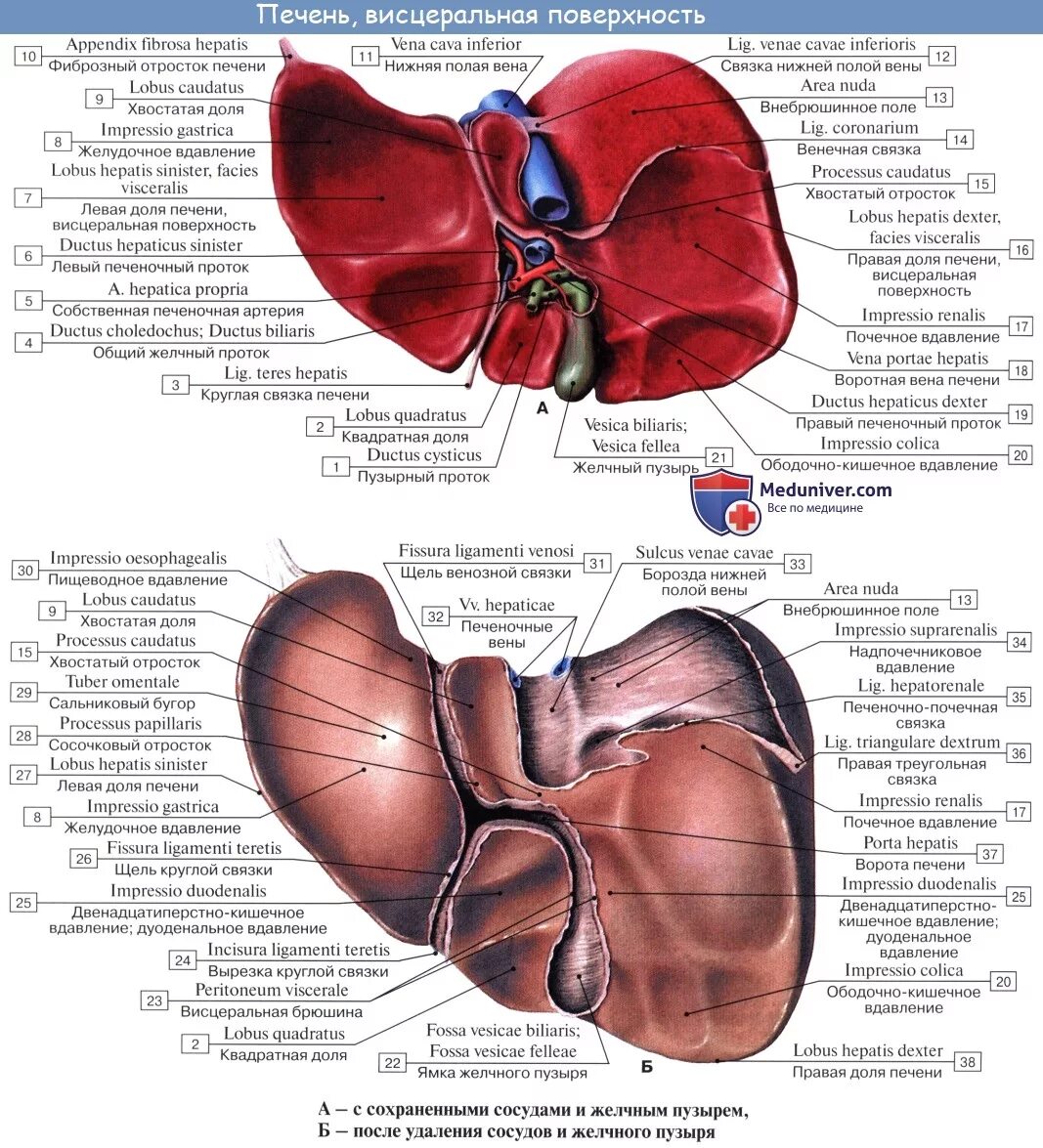 Ворота печени анатомия латынь. Анатомия печени человека Синельников. Висцеральная поверхность печени анатомия. Печень анатомические образования