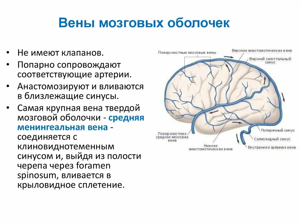 Кровоснабжение твердой мозговой оболочки анатомия. Передняя менингеальная Вена. Ветви средней артерии твердой мозговой оболочки. Кровоснабжение головного мозга Вена.