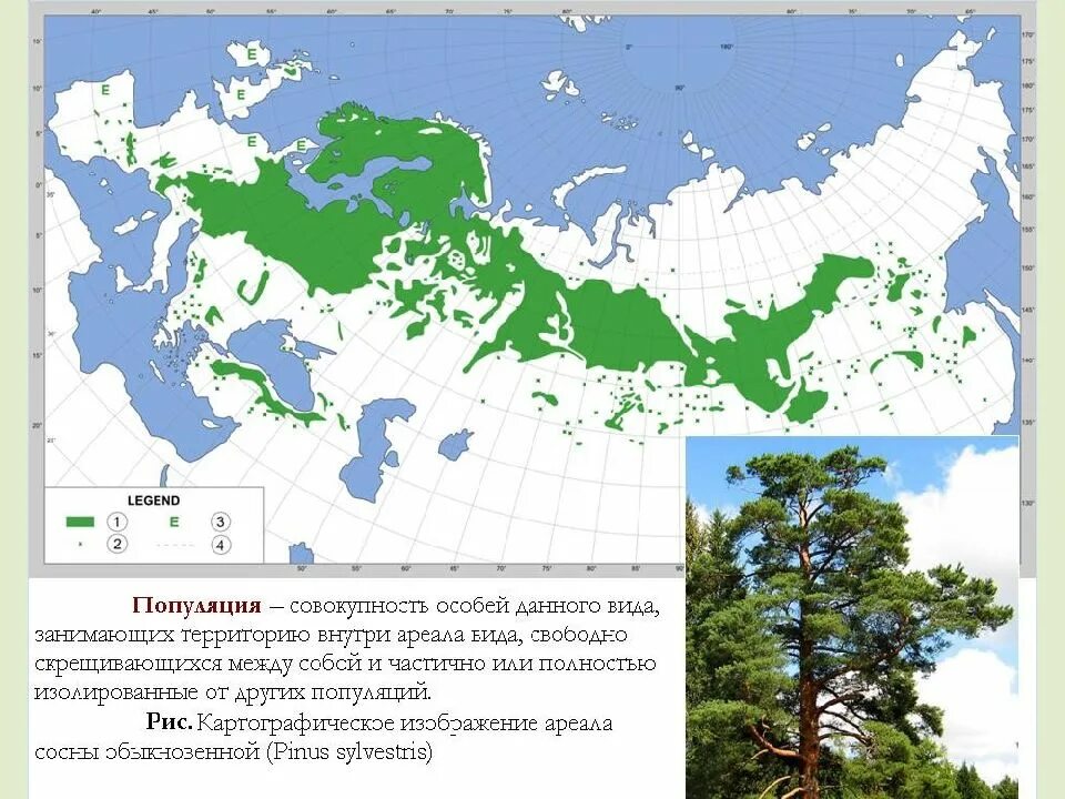 Лиственница сибирская ареал. Ареал сосны обыкновенной в России на карте. Ареал сосны обыкновенной (Pinus Sylvestris). Ареал распространения сосны обыкновенной в России.