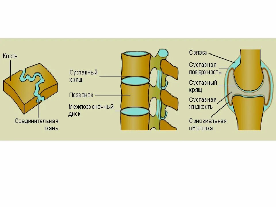 Обратите внимание на соединение костей между собой. Типы соединения костей суставы. Непрерывное соединение костей рисунок. Схема непрерывных соединений костей. Соединение костей скелета непрерывные.