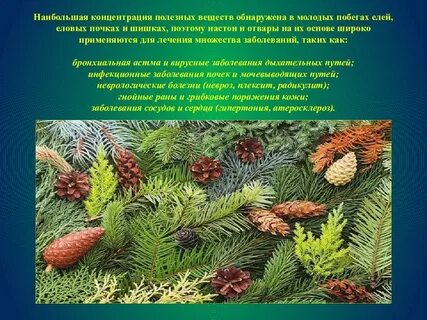 Ель европейская значение в жизни человека