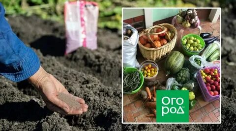 Статья огород