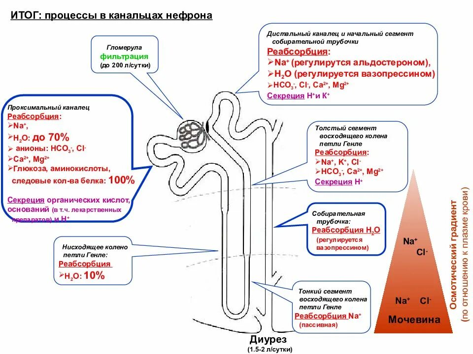 Какой процесс происходит в канальцах нефрона. Строение нефрона почки реабсорбция. Петля Генле нефрона. Отделы нефрона петля Генле\. Нефрон петля Генле физиология.