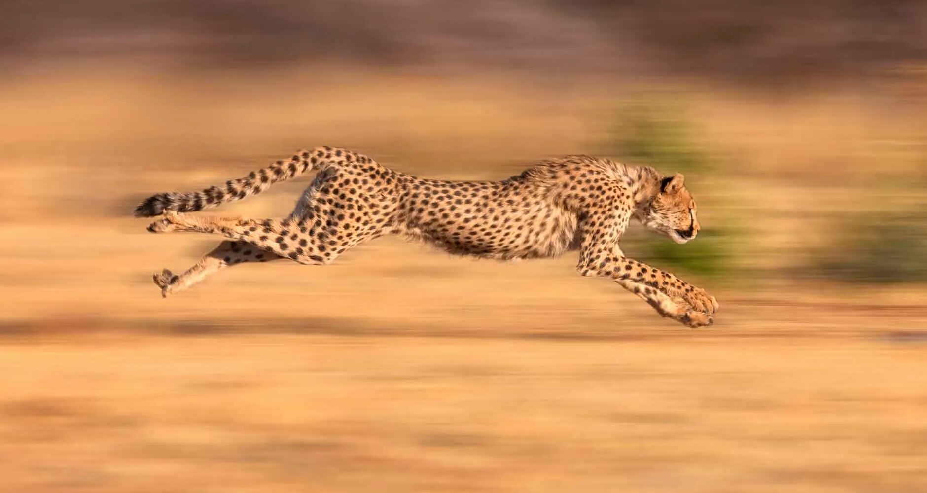 Сколько скорость гепарда. Гепард леопард Ягуар. Леопард и гепард Ягуар скорость. Acinonyx jubatus. Скорость леопарда и гепарда.