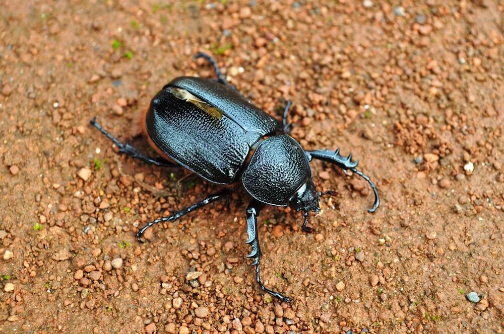 Кофейный жук hypothenemus hampei. Жуки в кофе. Аргентинский скакун жук. Жук толстяк чернотелка. Кофейный жук.
