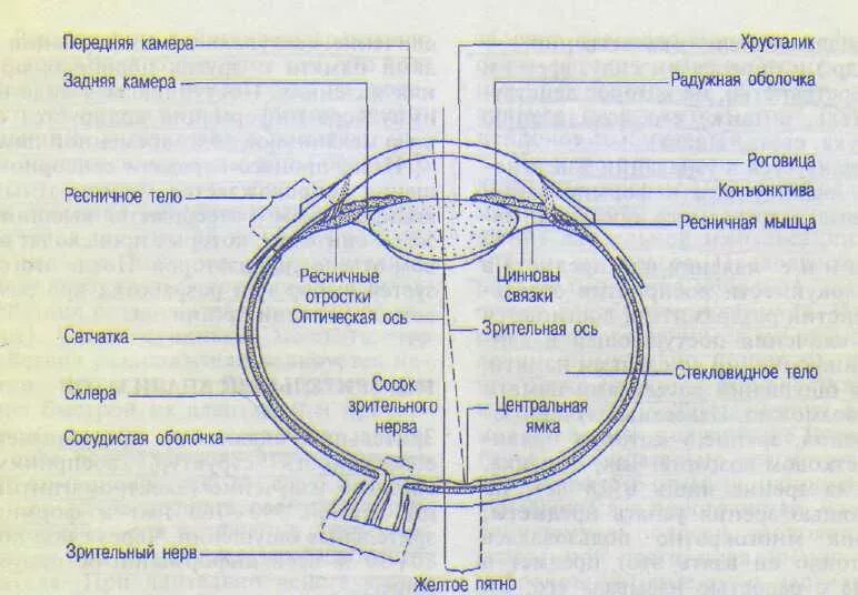 Задний полюс глаза. Зрительная ось глазного яблока. Наружная и внутренняя глазная ось. Передний и задний полюс глазного яблока. Внутренняя глазная ось.