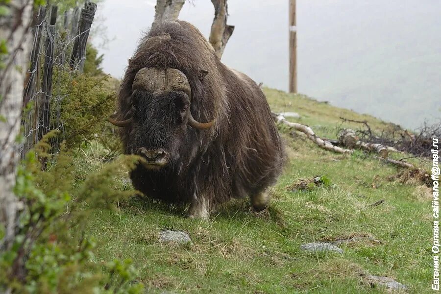 овцебык парнокопытный. овцебык гренландия. овцебык лесков. древесный мускусный овцебык. овцебык домашний.