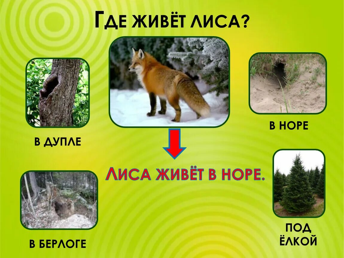 Меняет ли лиса место обитания. Где живет лиса. лиса живет в норе. где живет лиса для детей. норы диких животных в лесу.