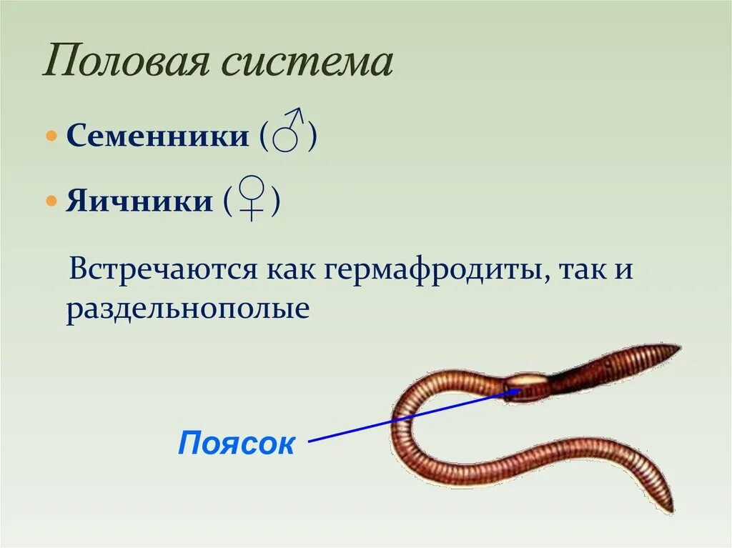 Система малощетинковых червей. Класс кольчатые черви. Кольчатые черви размножение. Малощетинковые кольчатые черви. Тип кольчатые черви 7 класс.