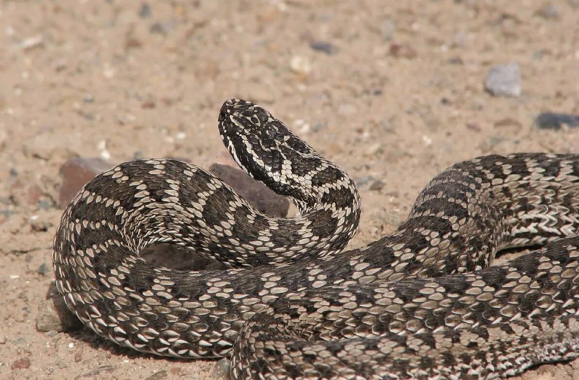 Змеи в степи. Степная гадюка (Vipera Renardi). Восточная Степная гадюка Vipera Renardi (Christoph, 1861). Степная гадюка (Vipera Ursini Bonaparte). Степная гадюка (Vipera ursinii).