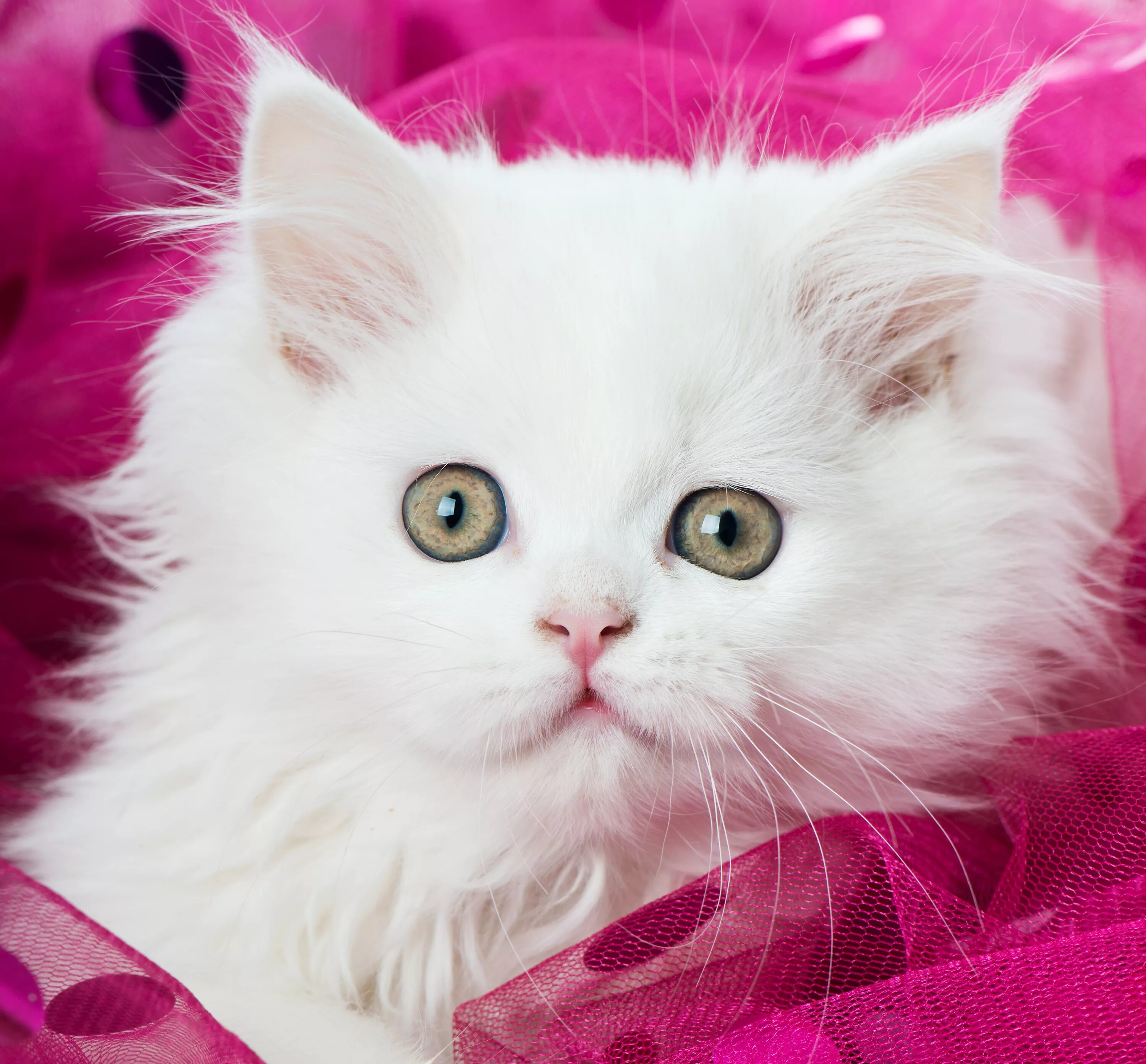Кошка розового цвета. Розовая кошечка. Розовый котенок. Милые котята розовые. Черно розовую кошку