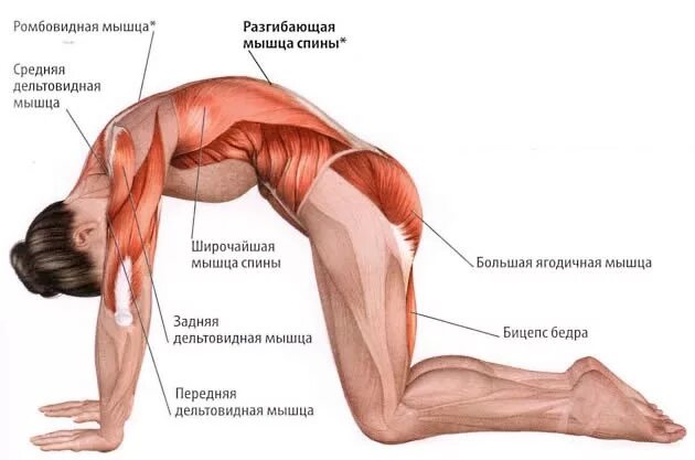 Потянул поясницу что делать. Растяжка продольных мышц спины. Анатомия йоги Уштрасана. Упражнения для растяжки мышц поясницы. Мышцы при растяжке.