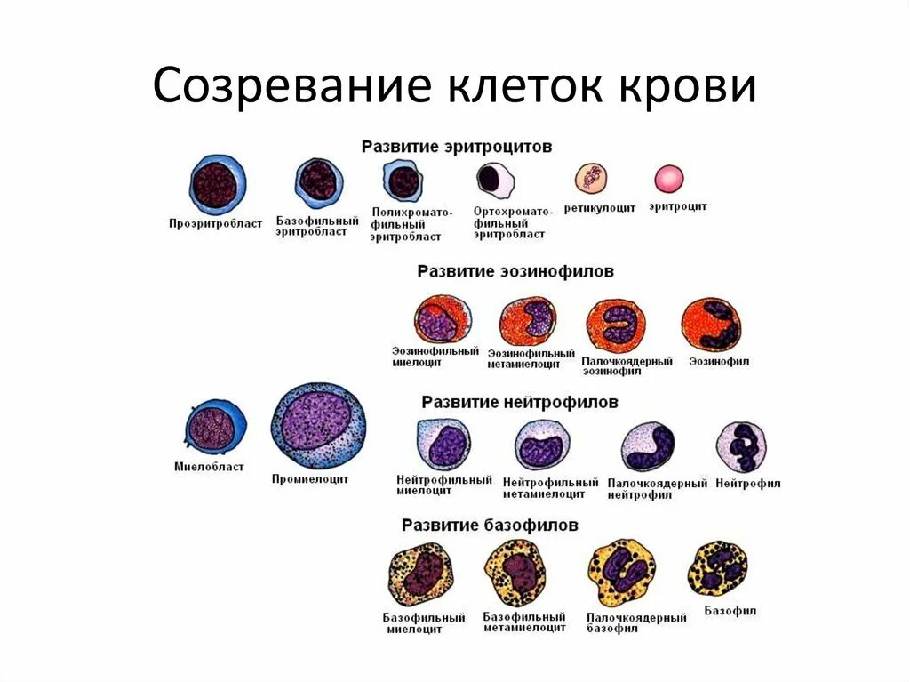 Кровь дифференцировка. Созревание и дифференцировка клеток крови. Созревание клеток крови. Созревающие клетки крови это. Созревание кровяных клеток.