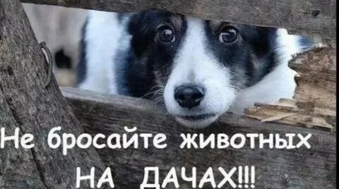 Не оставляй меня на даче