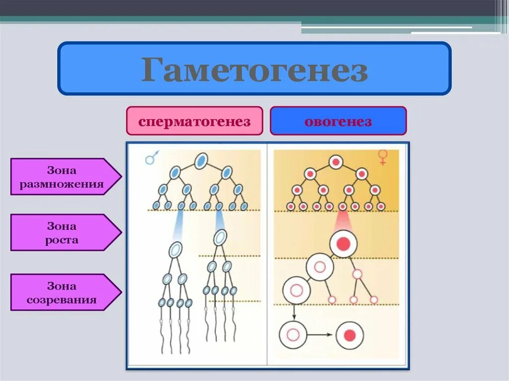 Зона роста гаметогенез. Овогенез зона размножения и зона созревания. Гаметогенез сперматогенез гаметогенез овогенез. Сперматогенез зона созревания.