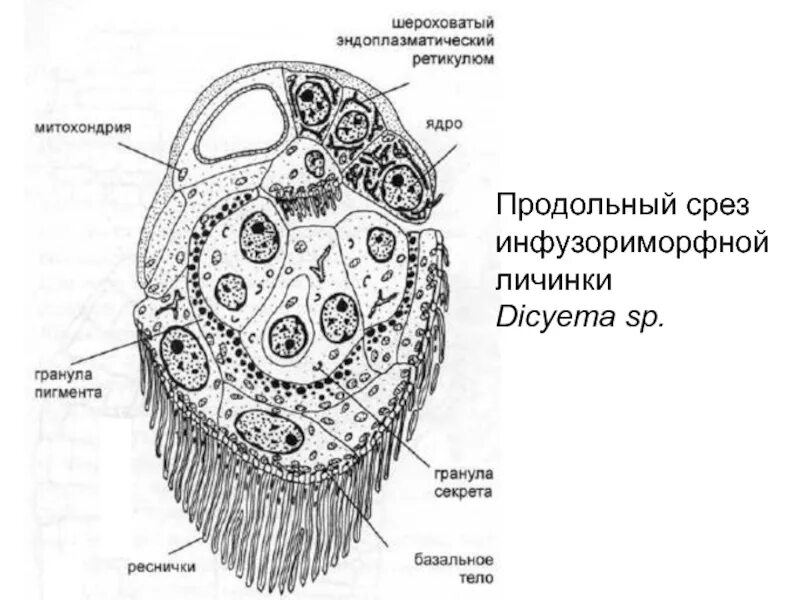 Поперечный и продольный срез. Продольный срез. Нереиса продольный срез. Dugesia продольный срез. Procerodes SP продольный срез.