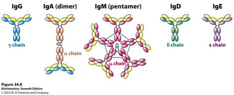 Иммуноглобулины iga igm