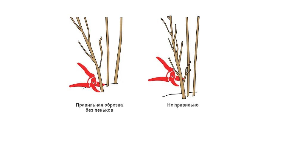 Как обрезать ежевику весной для начинающих правильно. Обрезка ежевики. Обрезка ежевики осенью для начинающих в картинках. Обрезка ежевики начос. Покажи способы обрезки ежевики.