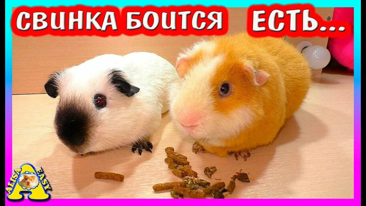 Алису изи петс. Алиса ИЗИ Pets. Алиса ИЗИ петс питомцы. Алиса или петс. Канал Алиса ИЗИ петс и ее животные вместе.