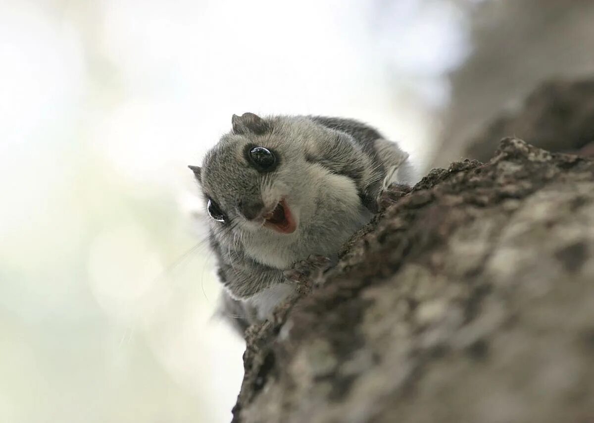Фотки белок летяг. Обыкновенная летяга (pteromys volans). Фотки белок летяг. Белка летяга. Сибирская белка летяга.