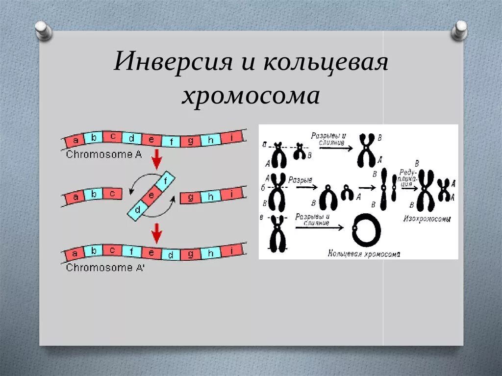 Имеется кольцевая хромосома. Хромосомная инверсия. Инверсия хромосом. Кольцевая хромосома. Перицентрическая инверсия хромосомы.