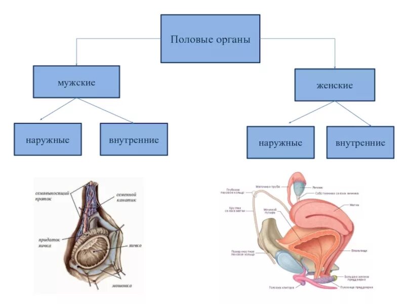Мужская половая система схема наружные и внутренние. Мужская половая система анатомия внутренние и внешние органы. Наружные и внутренние половые органы женщины. Мужские и женские наружные половые органы.