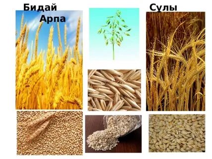 Елена Беркованың XXX порно видеоларын онлайн көріңіз