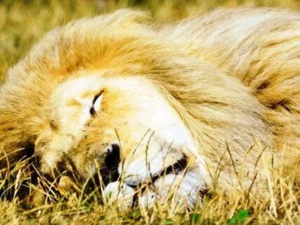 A lion sleep during the day