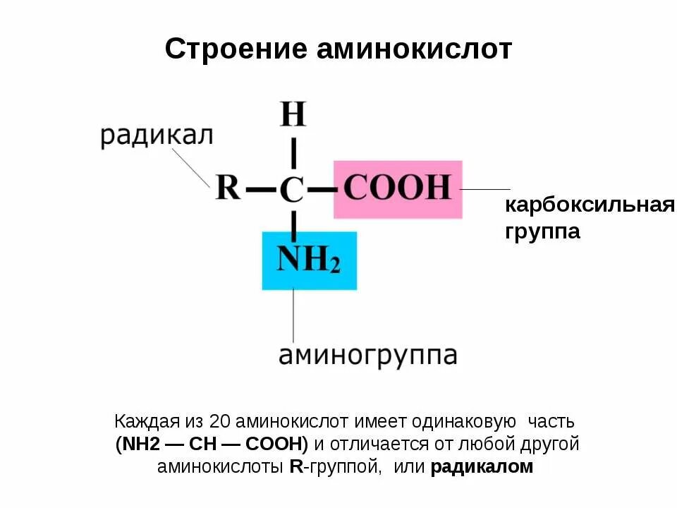 Какую функцию выполняет мономеры
