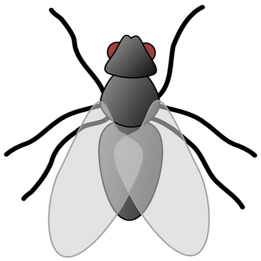 Bugs flies