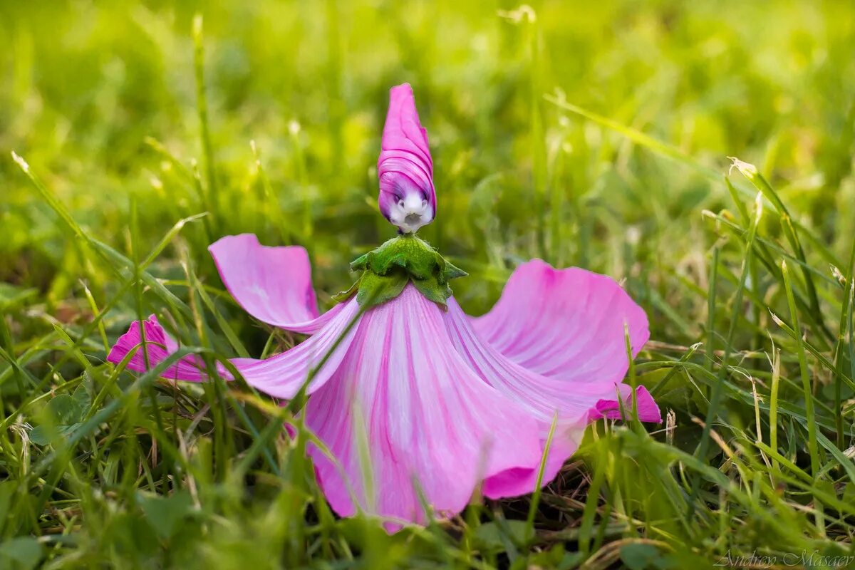 куколка из цветов. куколка растение. куколка растение. куклы в цветах. куклы в цветах.