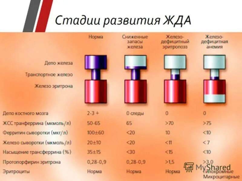 ферритин ожсс сывороточное железо. сывороточное железо и ферритин отличие. сывороточное железо и ферритин. сывороточное железо ферритин ожсс норма. хорошие показатели железа и ферритина.