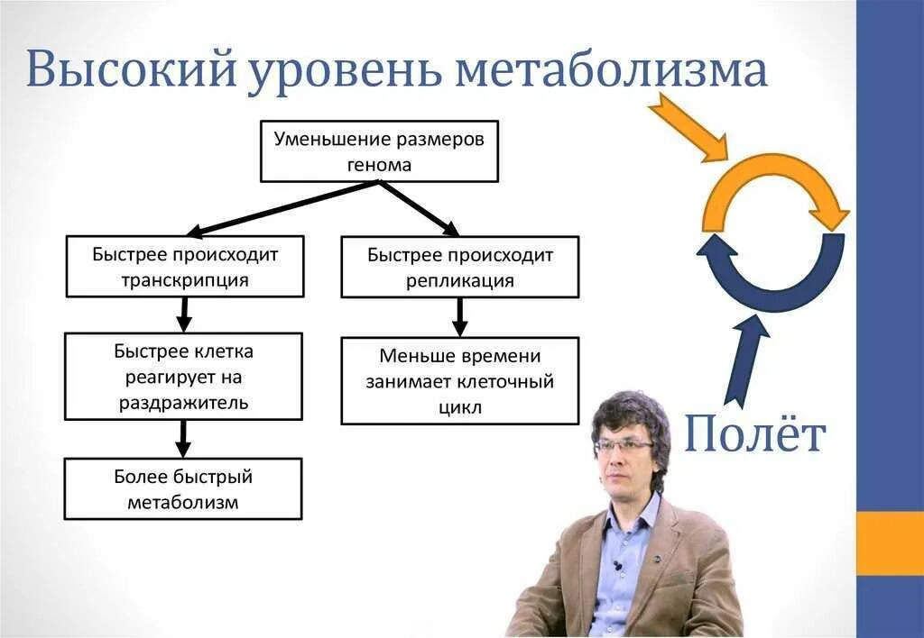 Повышается уровень обменных процессов