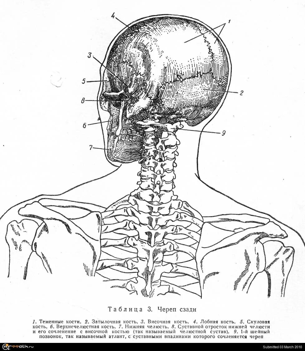 Боли в шее у основания черепа. Кость основания черепа. Позвонок у основания черепа.
