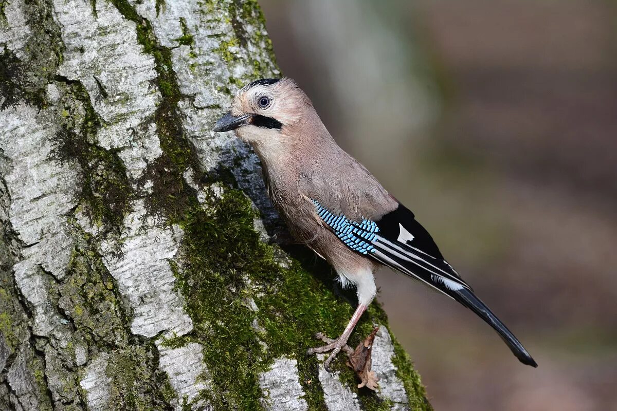 Крик сойки. Со́йка garrulus glandarius. Сойка Крымская. Сойка обыкновенная garrulus glandarius. Птица Сойка Крымская.