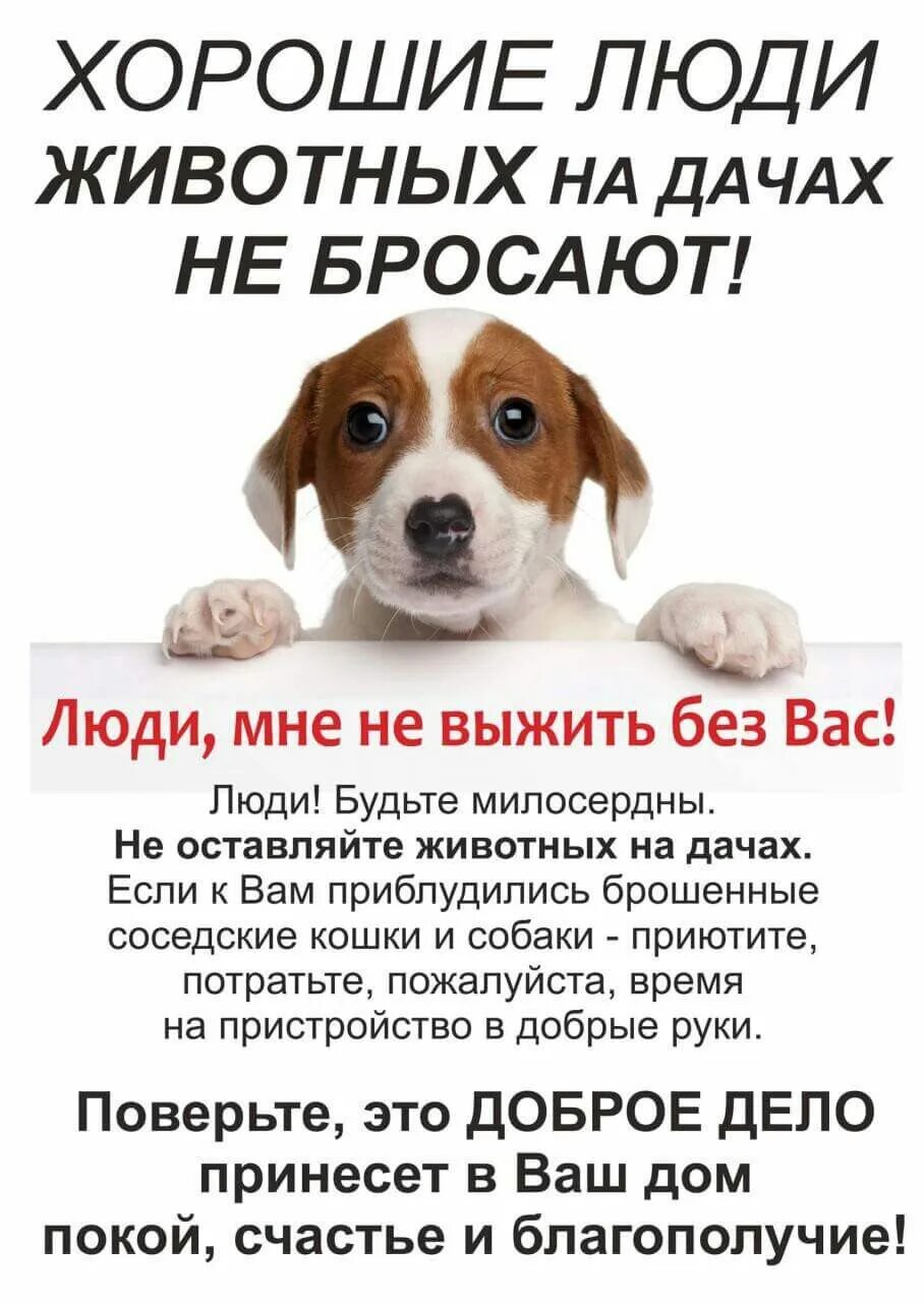 Объявления о животных. Листовки про бездомных животных. объявление о бездомных собаках. объявления о бездомных животных. реклама бездомных животных.