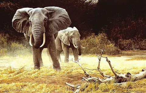 Wildlife work