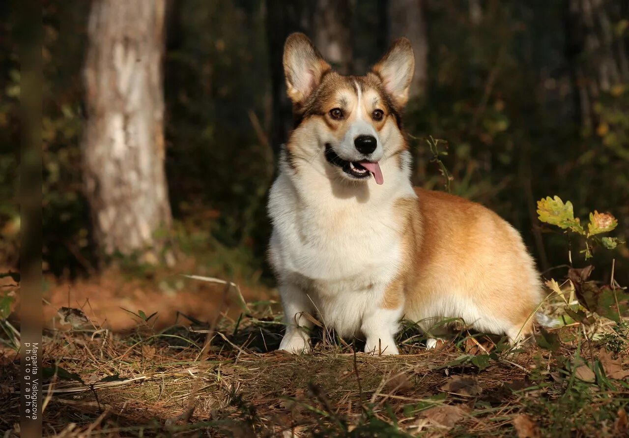 щенки корги в краснодаре. щенки корги в краснодаре. корги пемброк щенок 2 месяца. щенки корги в краснодаре. порода собак вельш корги.