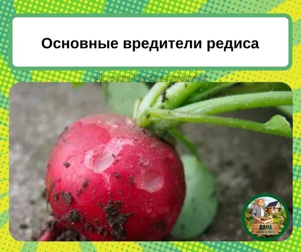 Вредители листьев редиски. Вредители редиски. болезни корнеплодов редиса. черные пятна на редиске что это. листья редиса в дырочку.