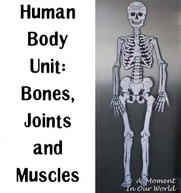 Human units. Bones body. Bones muscles Joints in Human body. Human Bones. Joins body Bones.