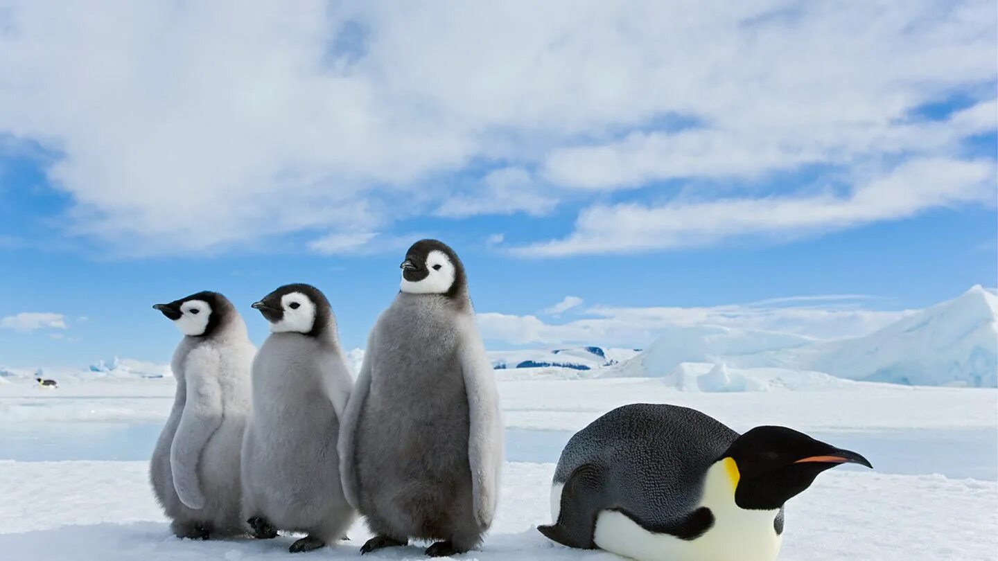Императорский Пингвин Aptenodytes forsteri. Северный Пингвин. Белый Пингвин. Белый медведь и Пингвин.