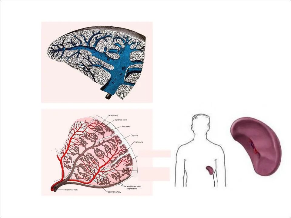 Депонирование крови в селезенке. Кровоснабжение селезенки гистология. Кровообращение печени и селезенки. Кровоснабжение селезенки схема. Распад селезенки