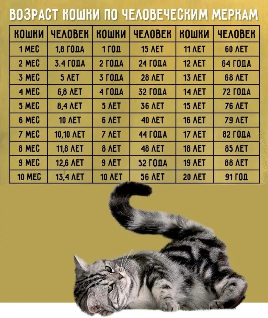 Таблица жизни кошек
