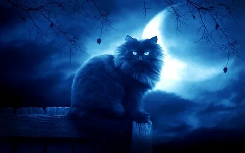 Black cat in the night