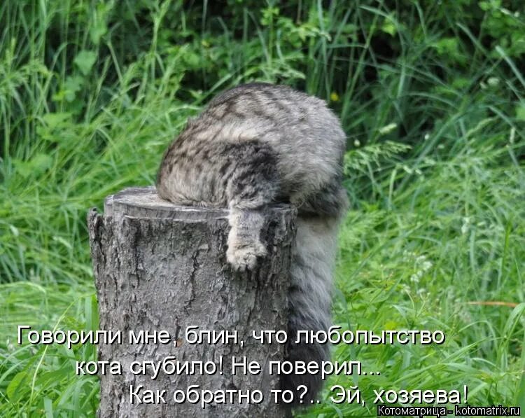 Любопытство и любознательность. Заглядывает в забор. Любопытство. Любопытство не порок. Картинки к слову любопытство.